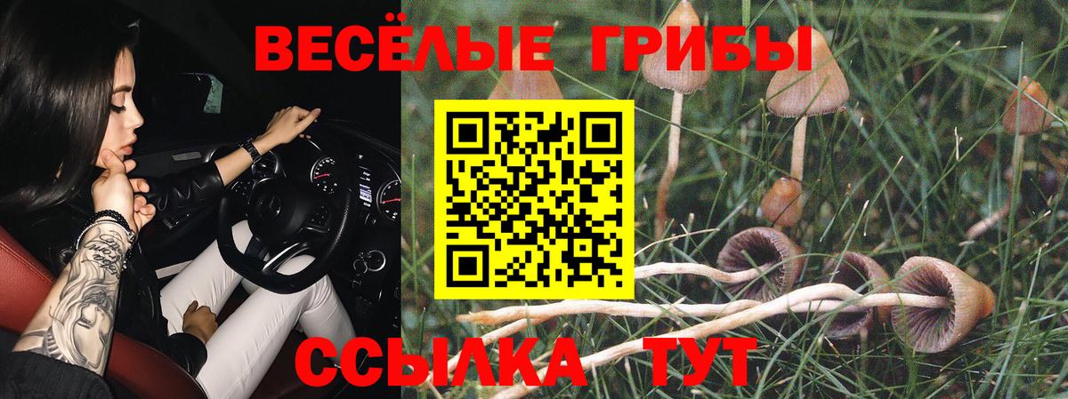 Пенза  Галлюциногенные грибы Cubensis  Вход с VPN 